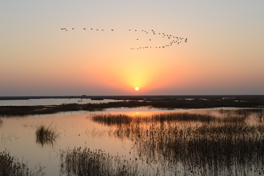 Wetland